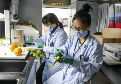  <strong>确保食物中农药残</strong>